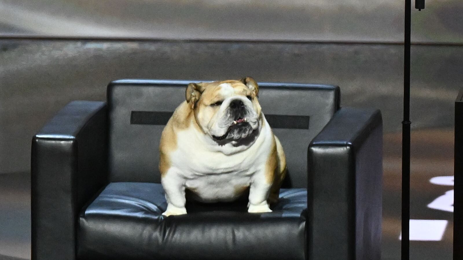 West Virginia Gov. Jim Justice and his dog, Babydog, on stage during the Republican National Convention in Milwaukee, Wisconsin in July.