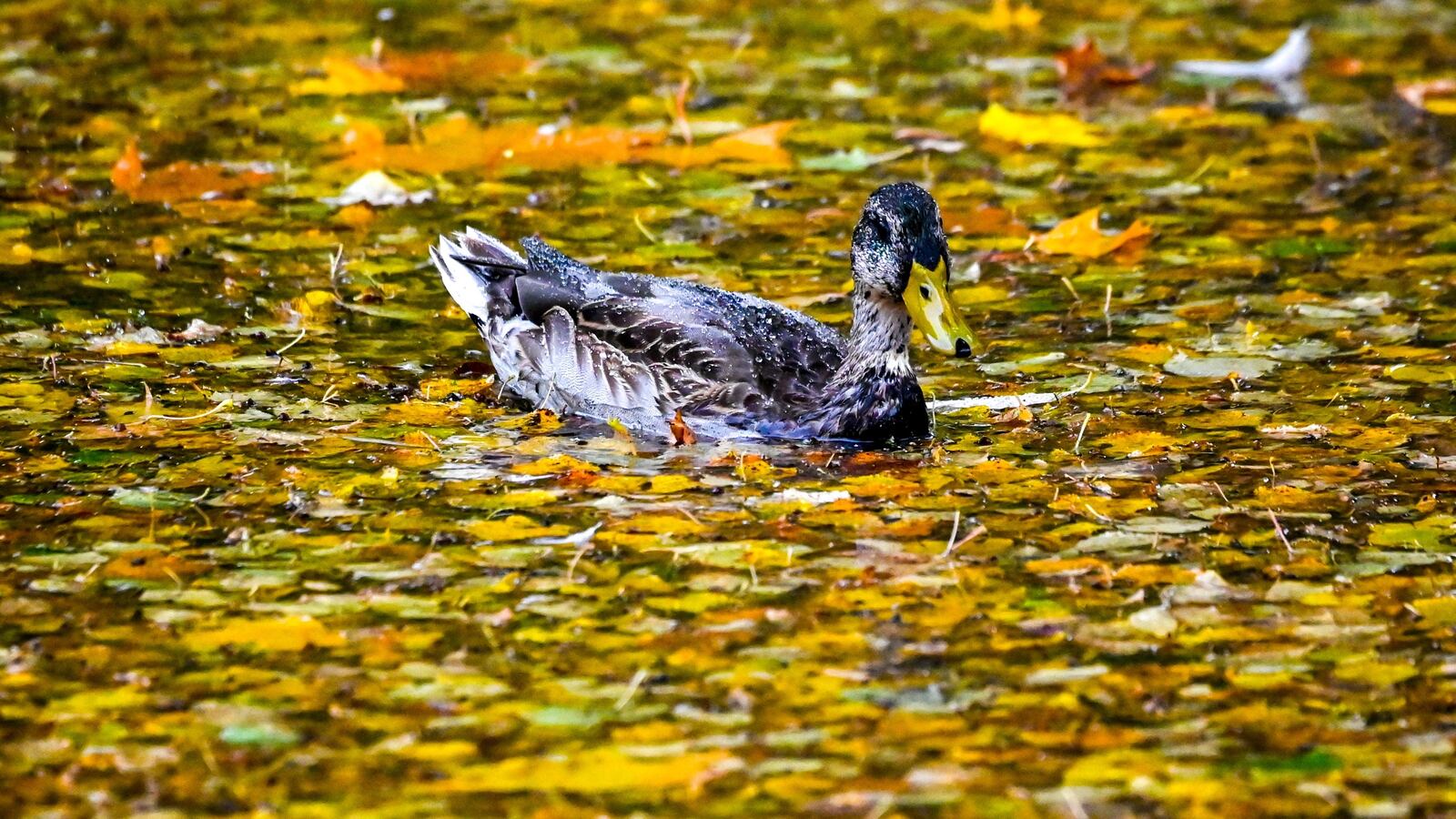 GettyImages-1228766809_z3s7pd