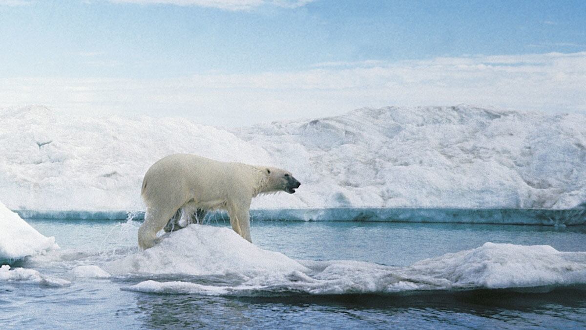 cheats/2011/09/16/arctic-ice-level-nears-record-low/polar-bear-climate-change-cheat_ssnlfq