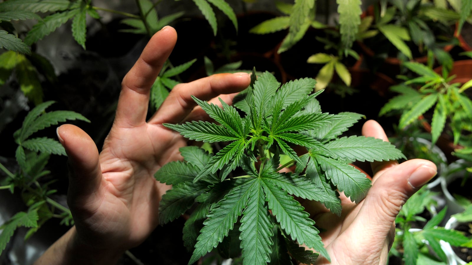 articles/2013/05/04/from-the-choom-gang-to-drug-warrior-barack-obama-keeps-bogarting-joints/130504-gillespie-obama-buzzkill-tease-embed_zuys13