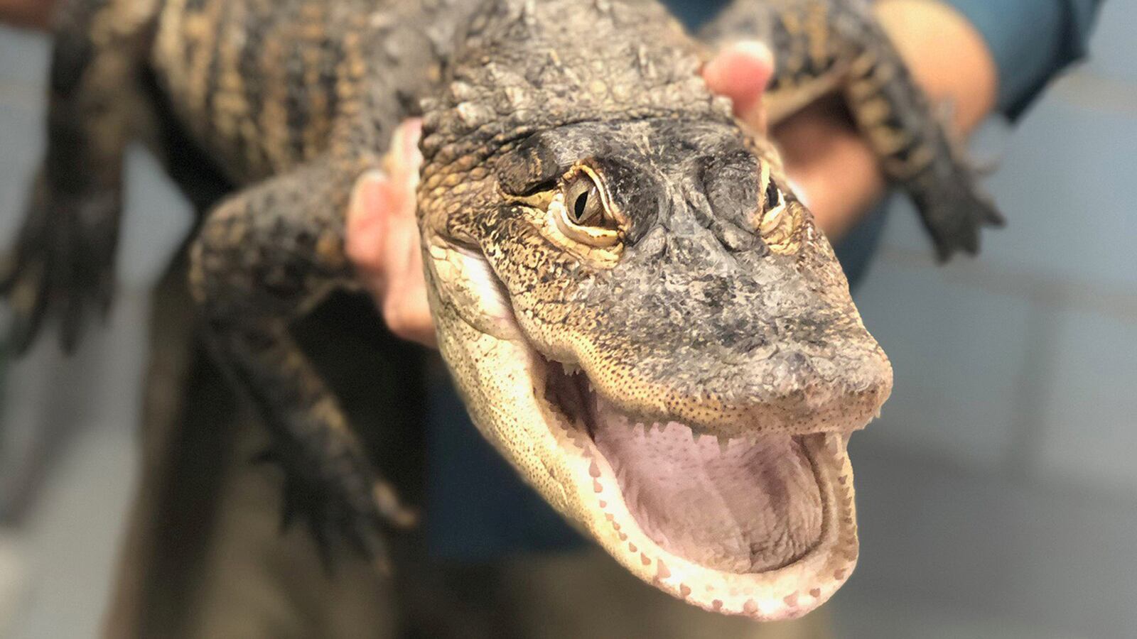 An alligator