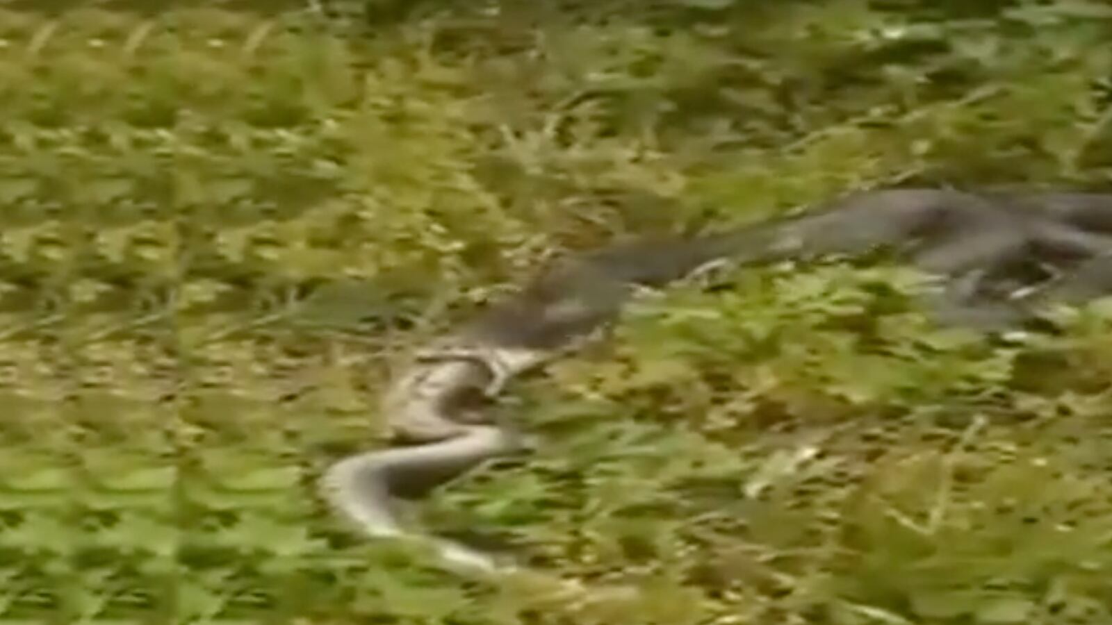 videos/2016/04/18/watch-a-big-snake-vomit-up-a-big-snake/160418-joiner-snake-eater_wrcvng