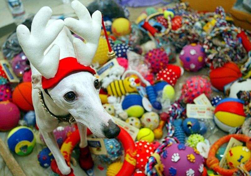 galleries/2010/12/22/reindogs/reindogs-1_oprhwj