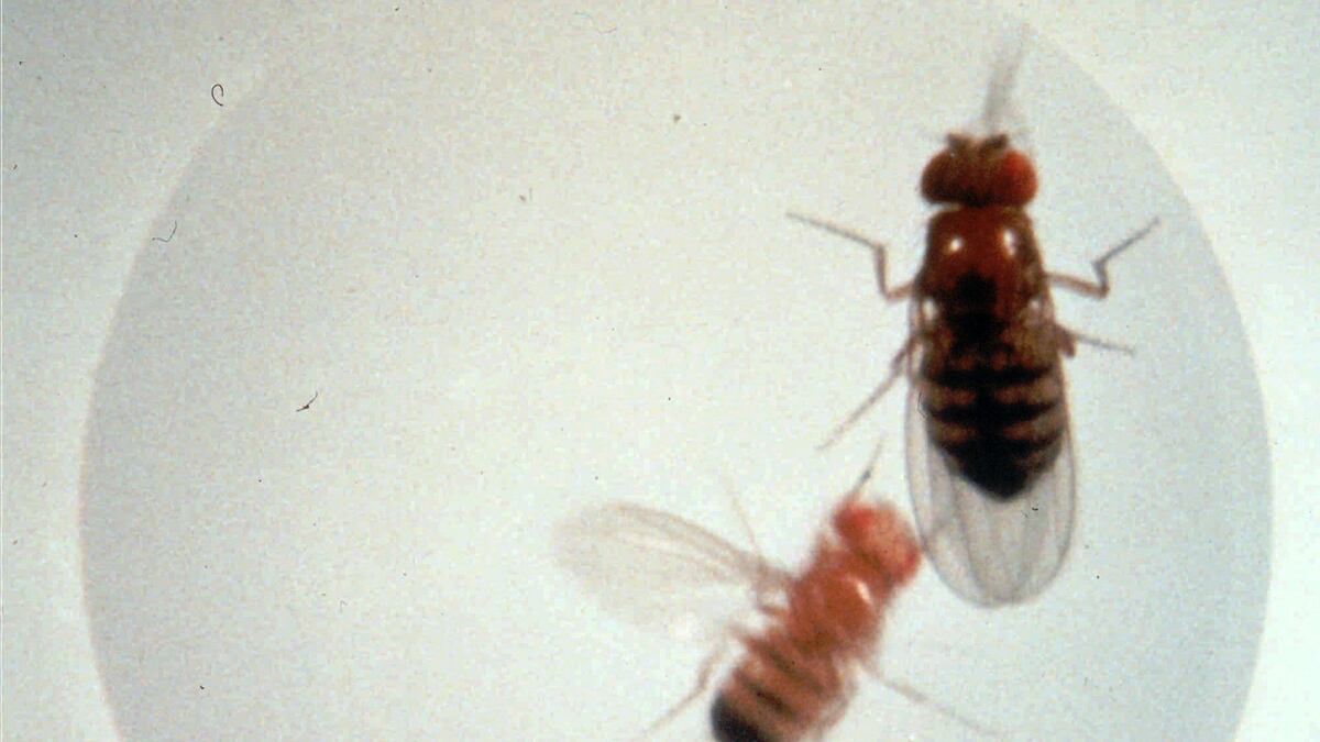 cheats/2012/03/15/male-fruit-flies-seek-alcohol/fruit-flies-sex-cheat_hbtg1f