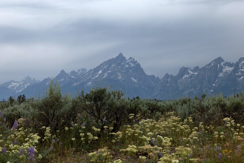 Teton