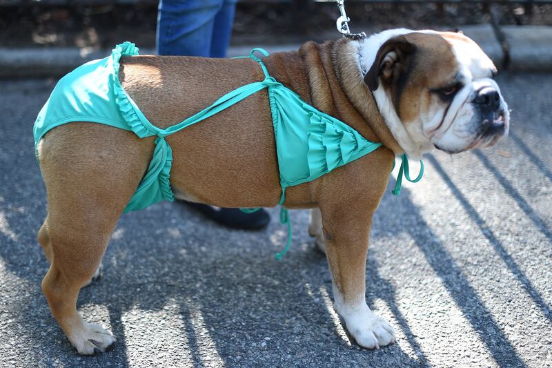 galleries/2014/10/28/happy-howl-o-ween-spooky-animals-that-will-make-you-smile/141027-pet-costumes-09_plykfc