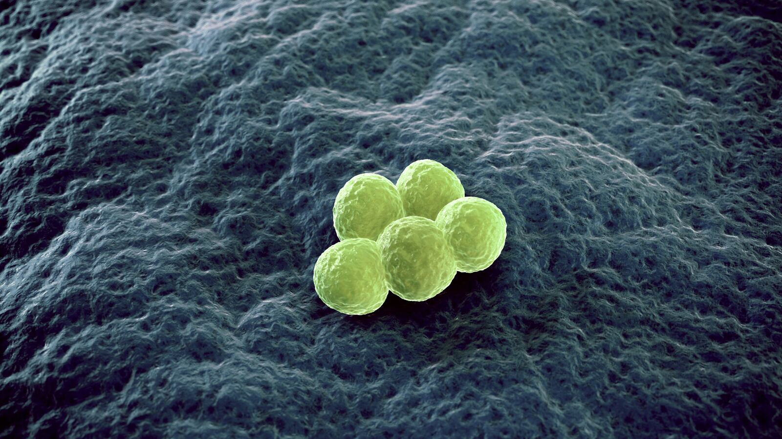 articles/2014/06/21/the-fake-superbug-cure/140620-sepkowitz-superbugs-tease_buji5t