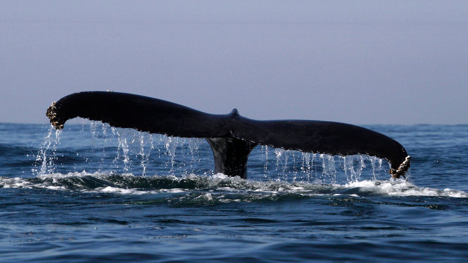 2012-01-18T000000Z_1144769305_GM1E81I0YUY01_RTRMADP_3_MEXICO_rxiciz