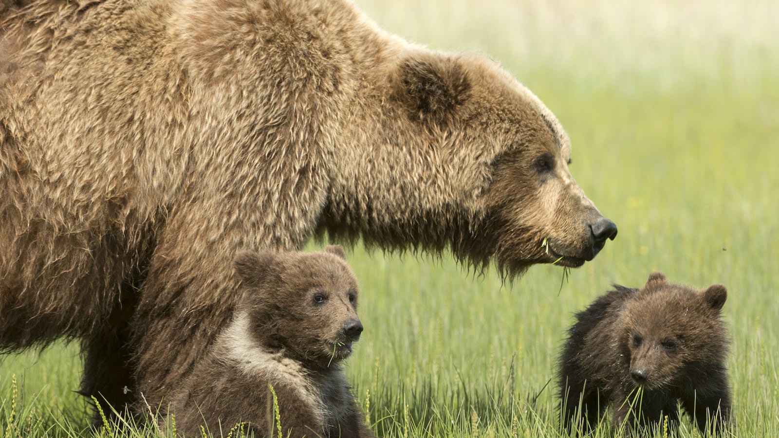 articles/2014/11/23/what-it-takes-to-kill-a-grizzly-bear/141121-peacock-bears-tease_xt4z9w