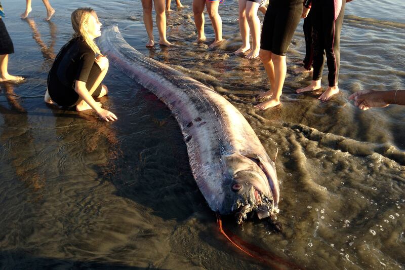 galleries/2013/08/22/mysterious-sea-creatures-wash-ashore-photos/131022-oarfish-beach-tease_xbn2jf