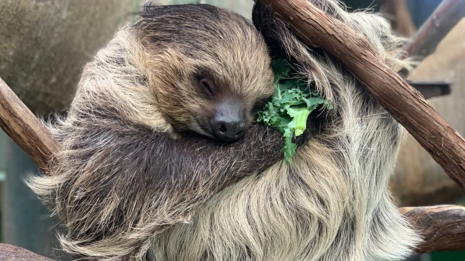 Picture of Athena, a Linnaeus's two-toed sloth