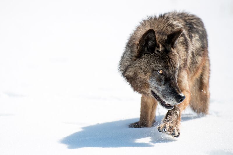 galleries/2015/12/04/scenes-from-wild-yellowstone-photos/151203-wild-yellowstone4_yvddug