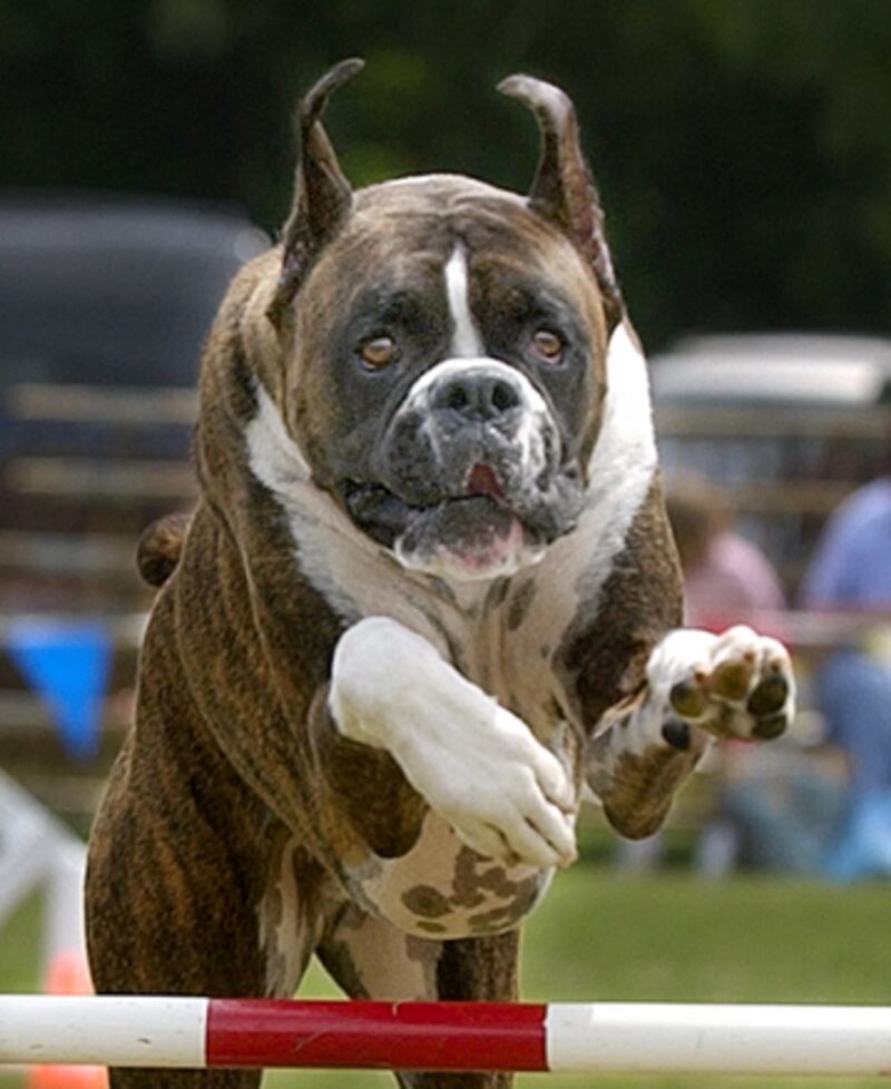 galleries/2010/10/29/dangerous-dogs/dangerous-dogs---boxer_u1qmlg