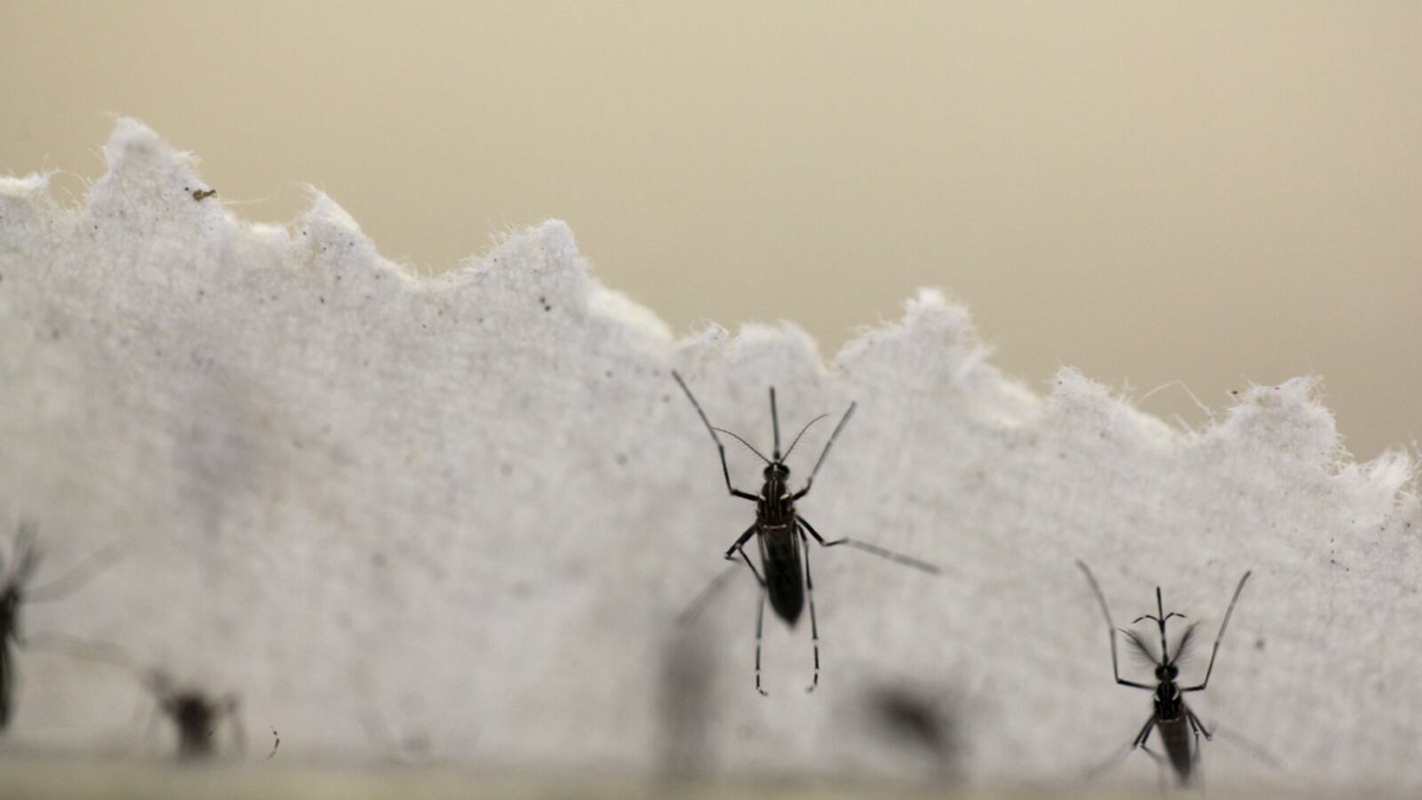 cheats/2016/03/11/officials-zika-much-worse-than-feared/160310-ZIKA-cheat_jr3fkd