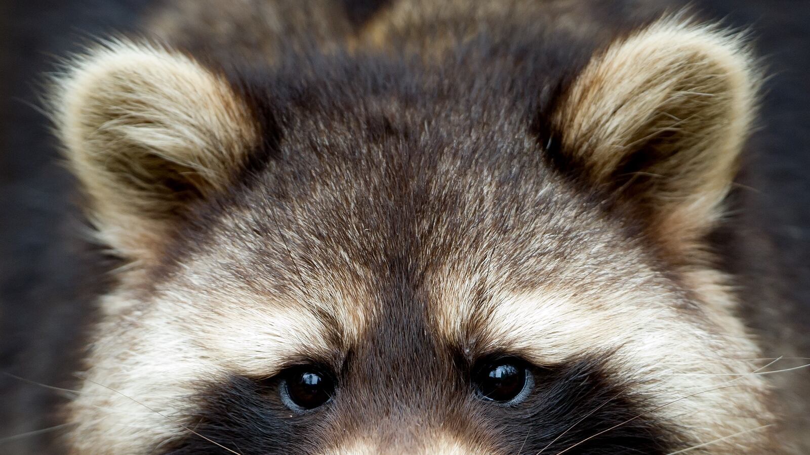 articles/2013/05/13/peter-worthington-s-losing-battle-with-raccoons/peter-worthington-s-losing-battle-with-raccoons-image_piqk2p