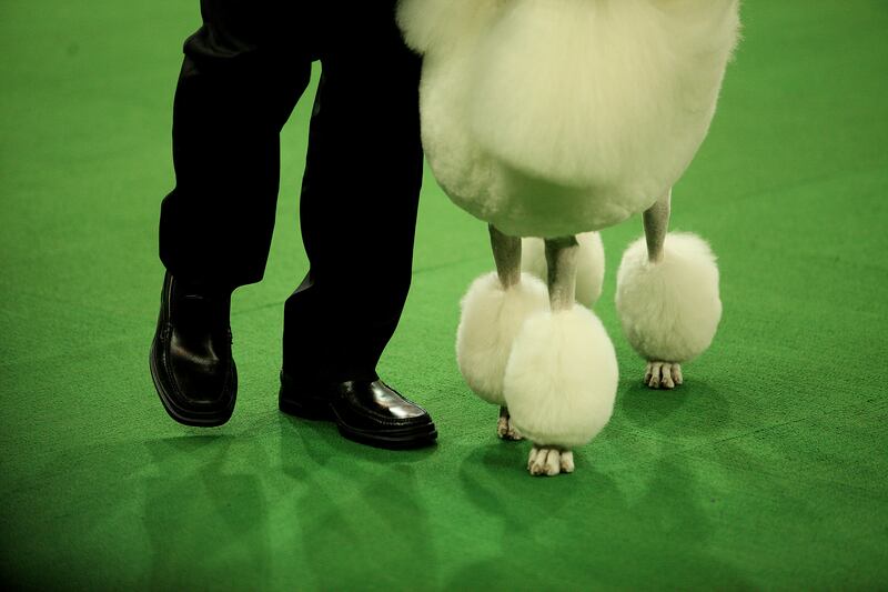 galleries/2014/02/12/westminster-parade-of-purebreds-photos/westminster-gal-13_tucxoa