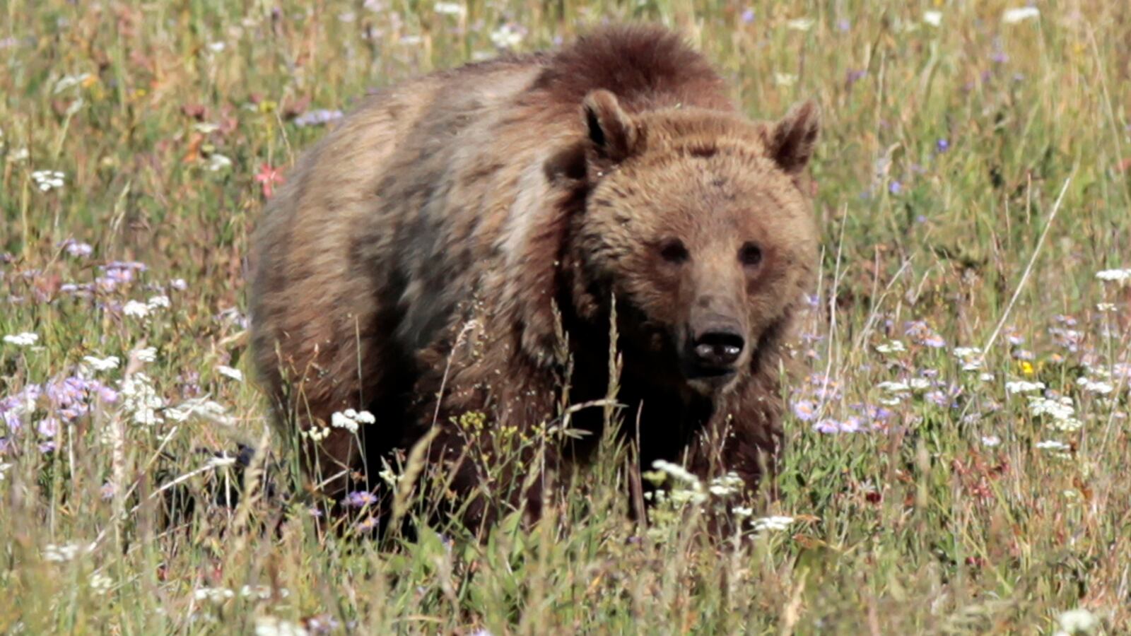 A woman died in an apparent bear attack on a popular hiking trail west of Yellowstone National Park on Saturday morning, wildlife officials said.