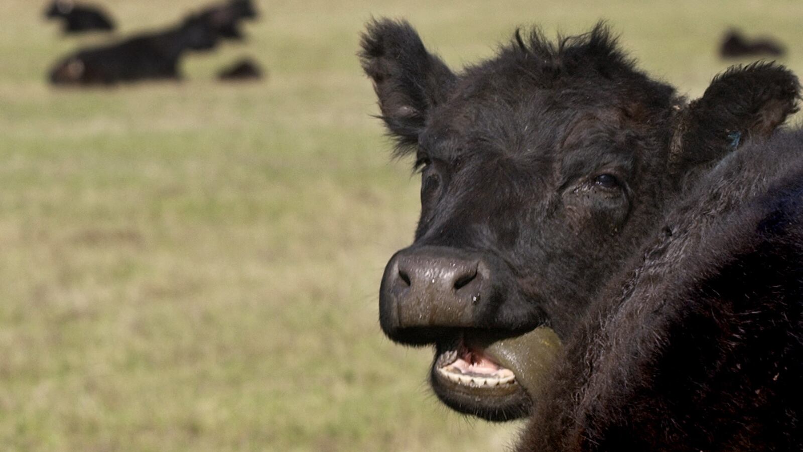 A Black Angus cow basks in the early morning light near Fairview, Alberta on May 23, 2003.