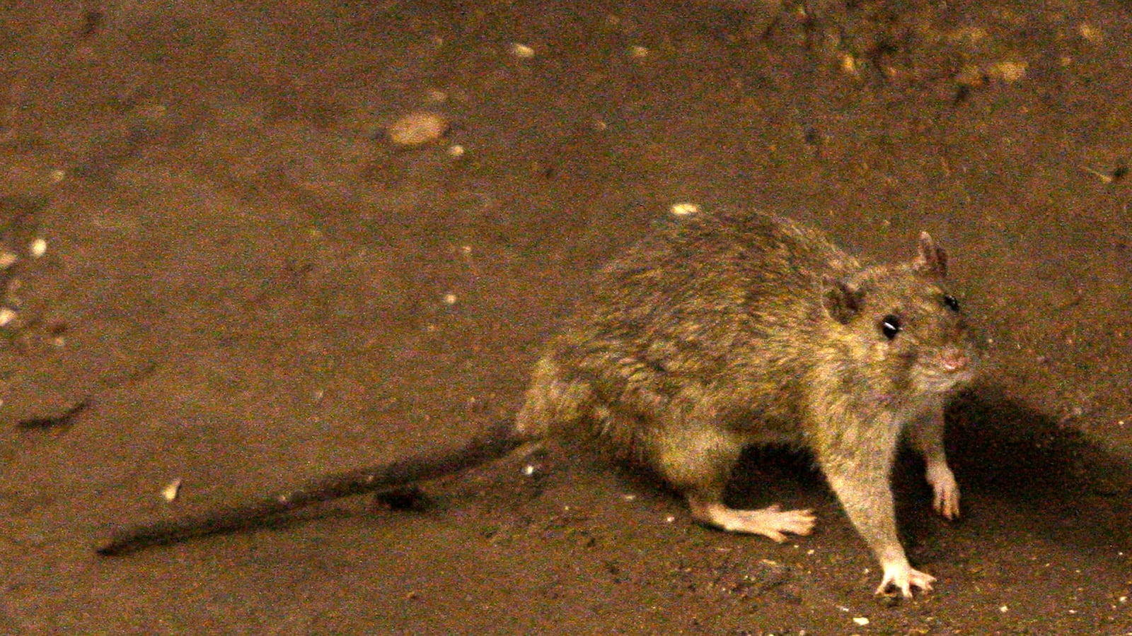 articles/2014/06/24/crowdsourcing-nyc-s-war-on-rats/140624-zawicki-rats-tease_eaxtjr