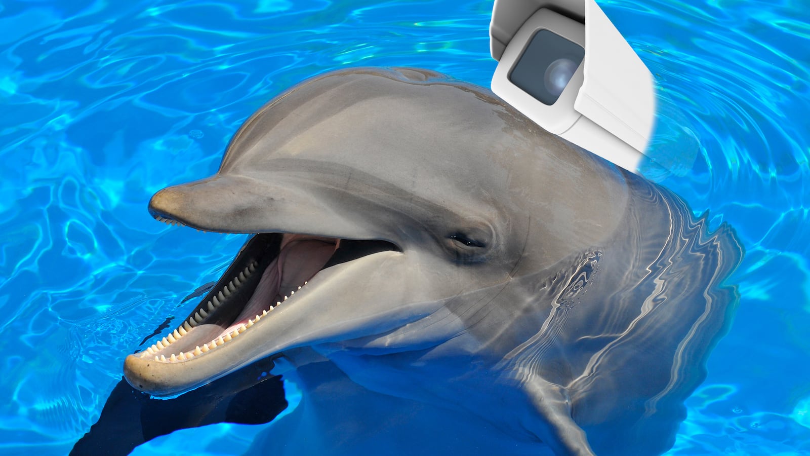 articles/2015/08/20/hamas-arrests-israeli-spy-dolphin/150819-strochlic-spy-dolphin-tease_xqs3vv