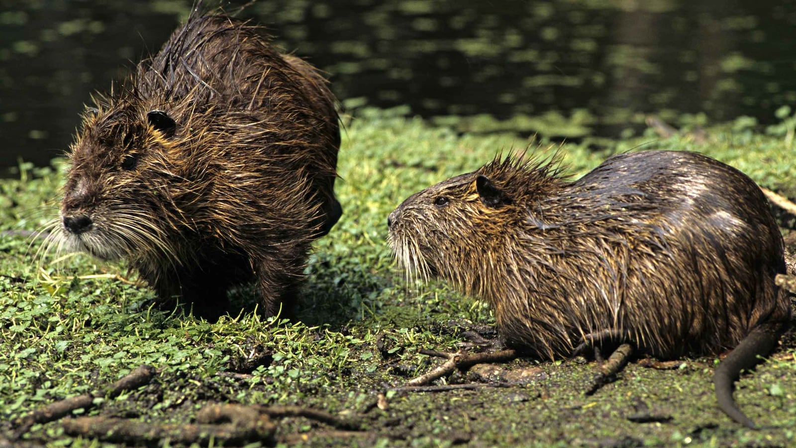 nutrias_s0ugjm