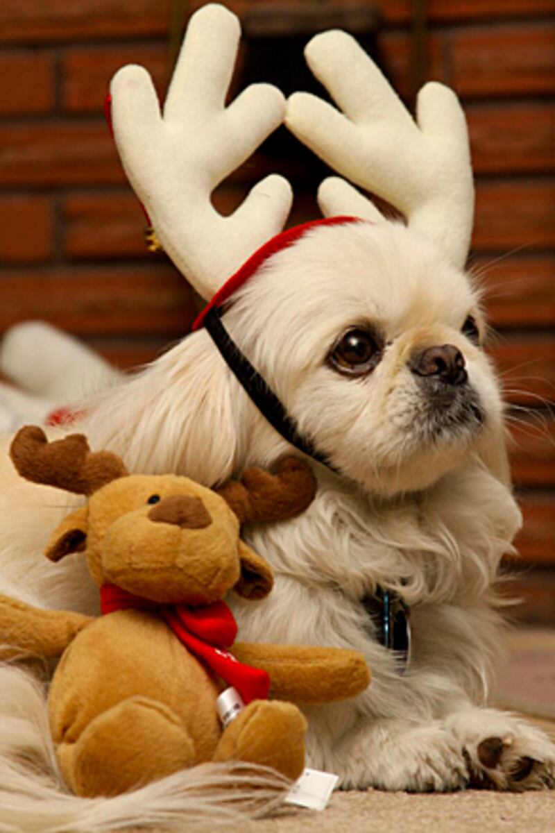 galleries/2010/12/22/reindogs/reindogs-12_jalh4n