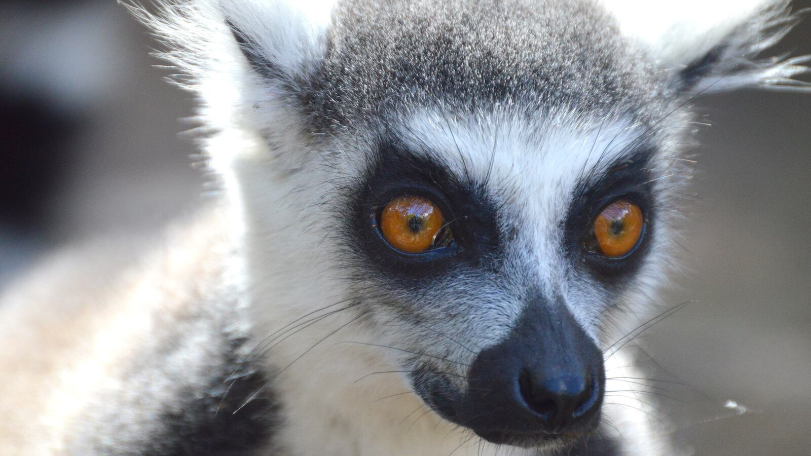 180829-levitan-madagascar-tease_j7f32b