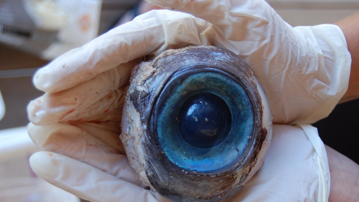 cheats/2012/10/13/huge-eyeball-likely-giant-squid-s/eyeball-fl-beach-cheat_i34srt