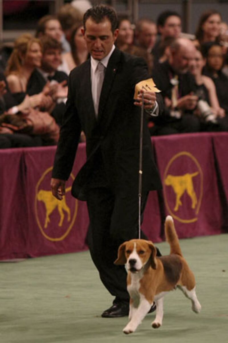 galleries/2010/02/14/westminster-dog-show-winners/westminster-dog-show---uno_atooue