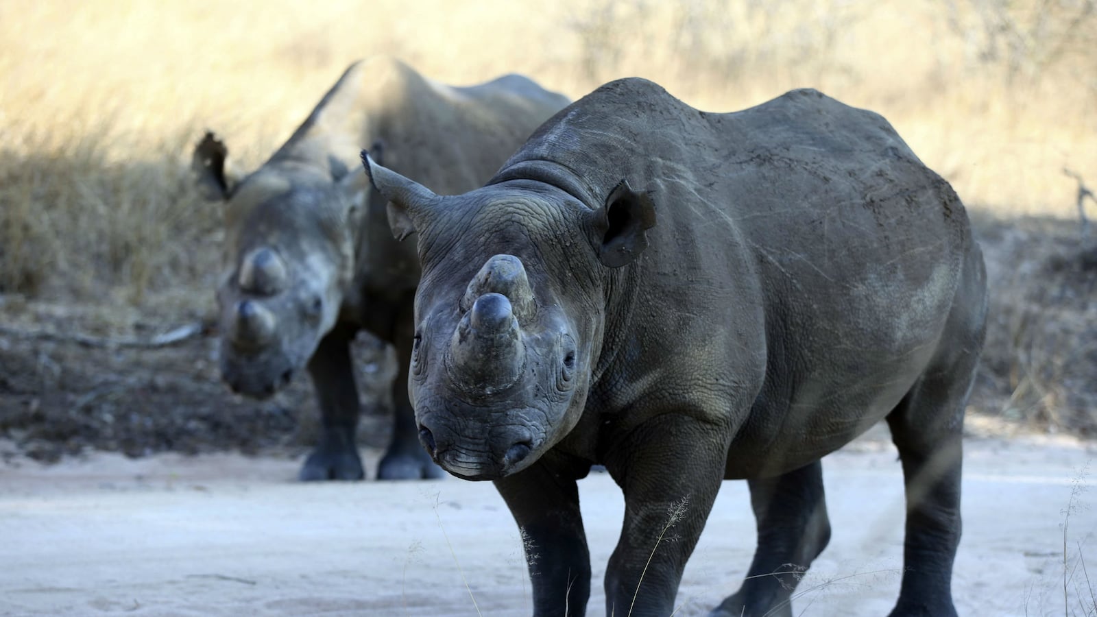 cheats/2014/10/01/world-lost-half-its-wildlife-in-40-years/140930-wildlife-cheat_zcuise