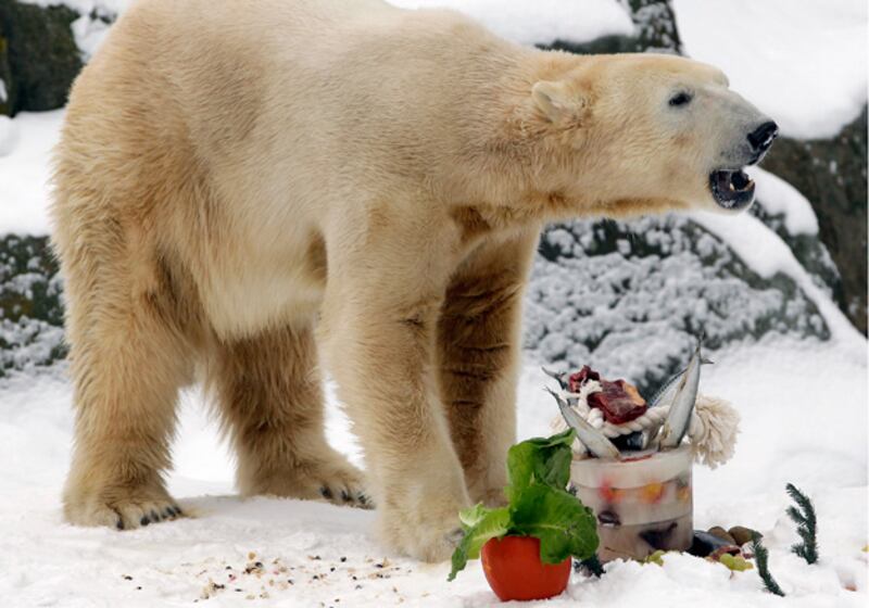 galleries/2011/01/14/celebrity-zoo-animals/celeb-zoo-animals---polar-bear-knut_aam5iy