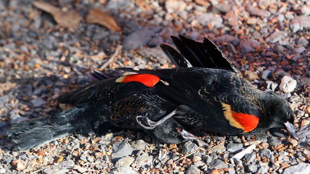 cheats/2011/01/04/storm-killed-arkansas-birds/animal-mysteries---blackbirds_tnb1pw
