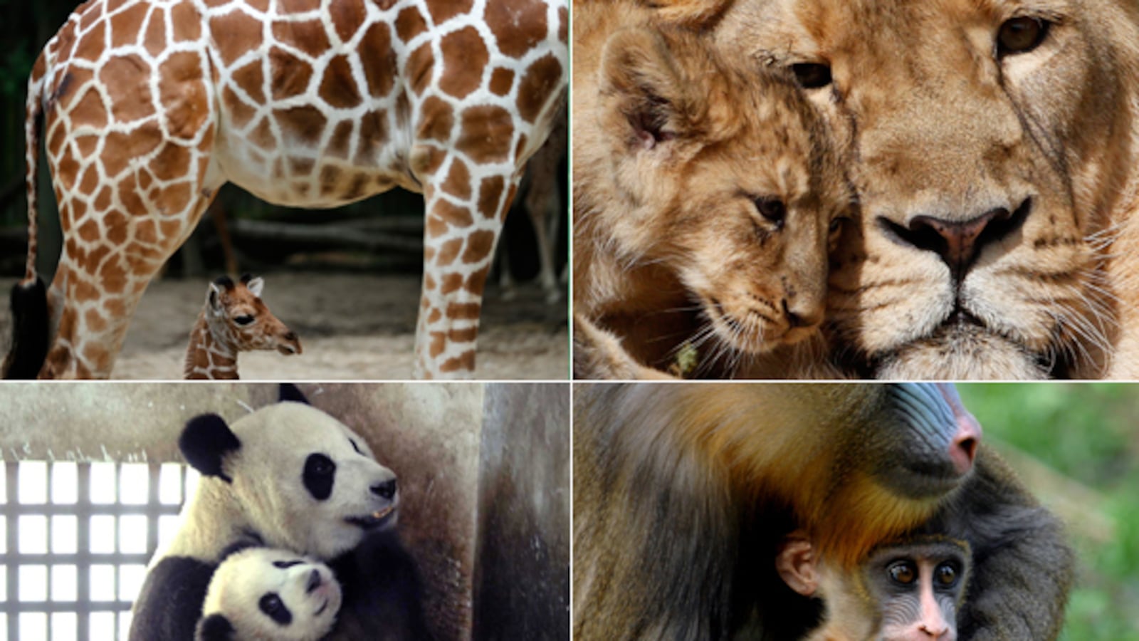 galleries/2012/05/12/animal-moms-and-their-little-ones-pose-for-pics-photos/baby-animals-and-moms-tease_wxgont
