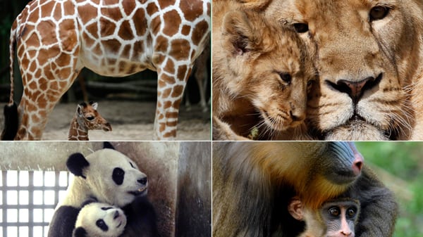 galleries/2012/05/12/animal-moms-and-their-little-ones-pose-for-pics-photos/baby-animals-and-moms-tease_wxgont
