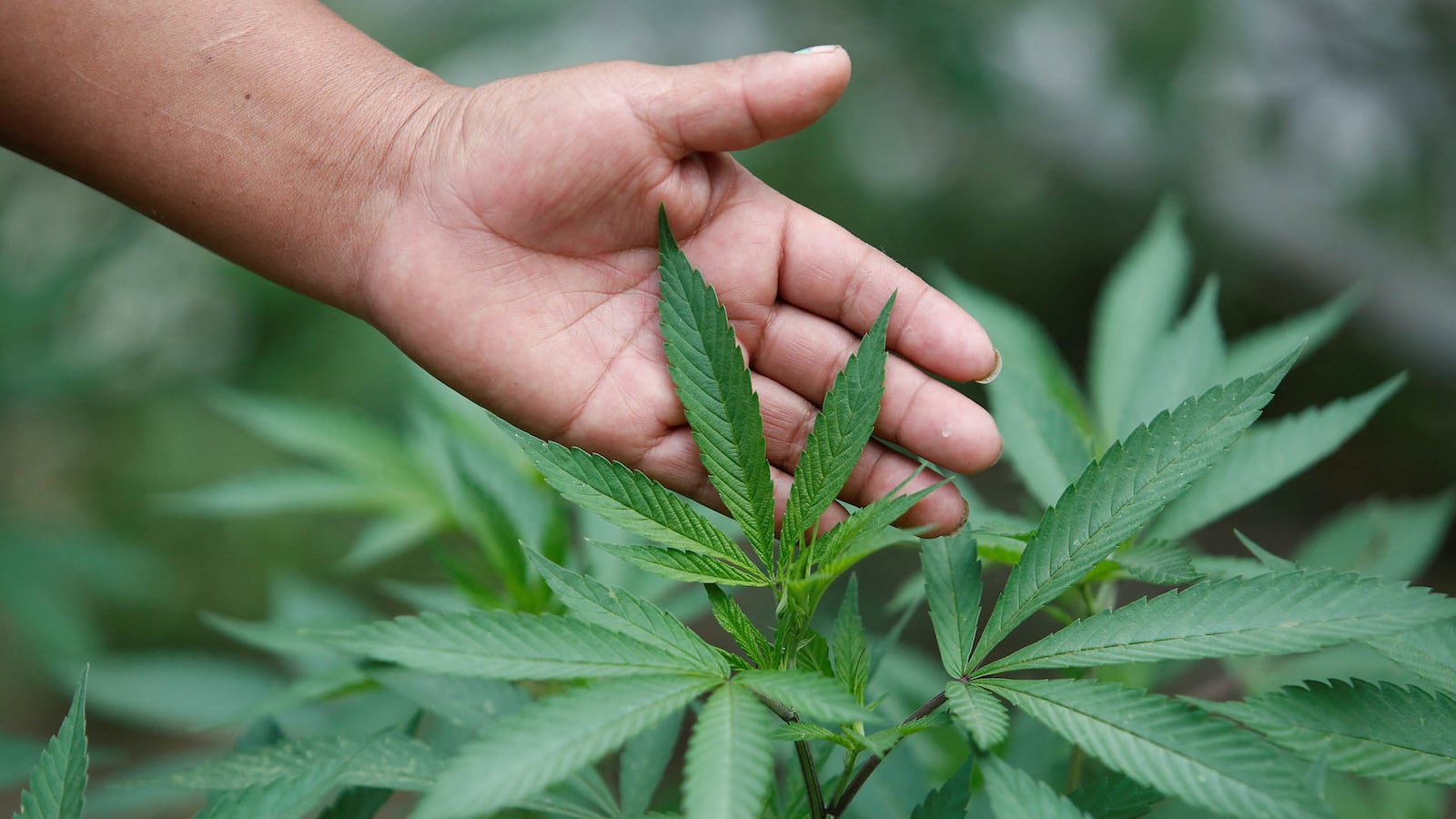 articles/2016/08/11/dea-doesn_t-budge-on-schedule-1-marijuana--but-bends-a-bit-on-re/160810-haglage-marijuana-dea-tease_uv0asz