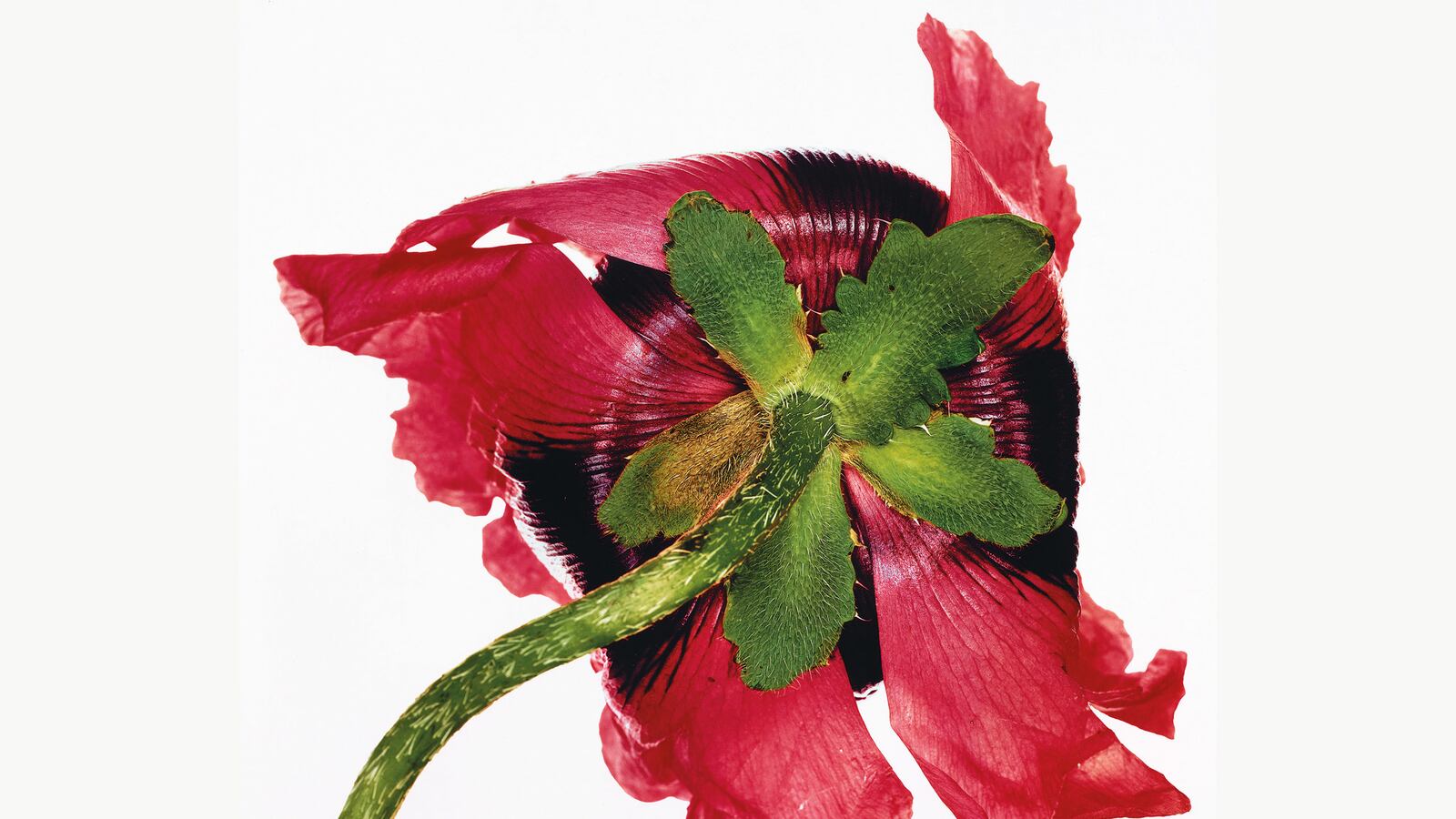 articles/2017/04/18/when-irving-penn-meets-the-instagram-age/170417-Single-Oriental-Poppy-tease_d8btpf