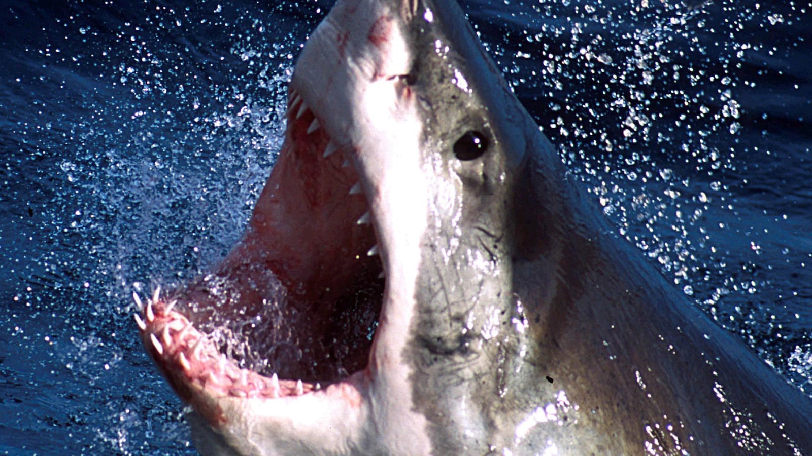 2002-03-27T120000Z_719265350_PBEAHUKTBBL_RTRMADP_3_SHARKS_ytooo5