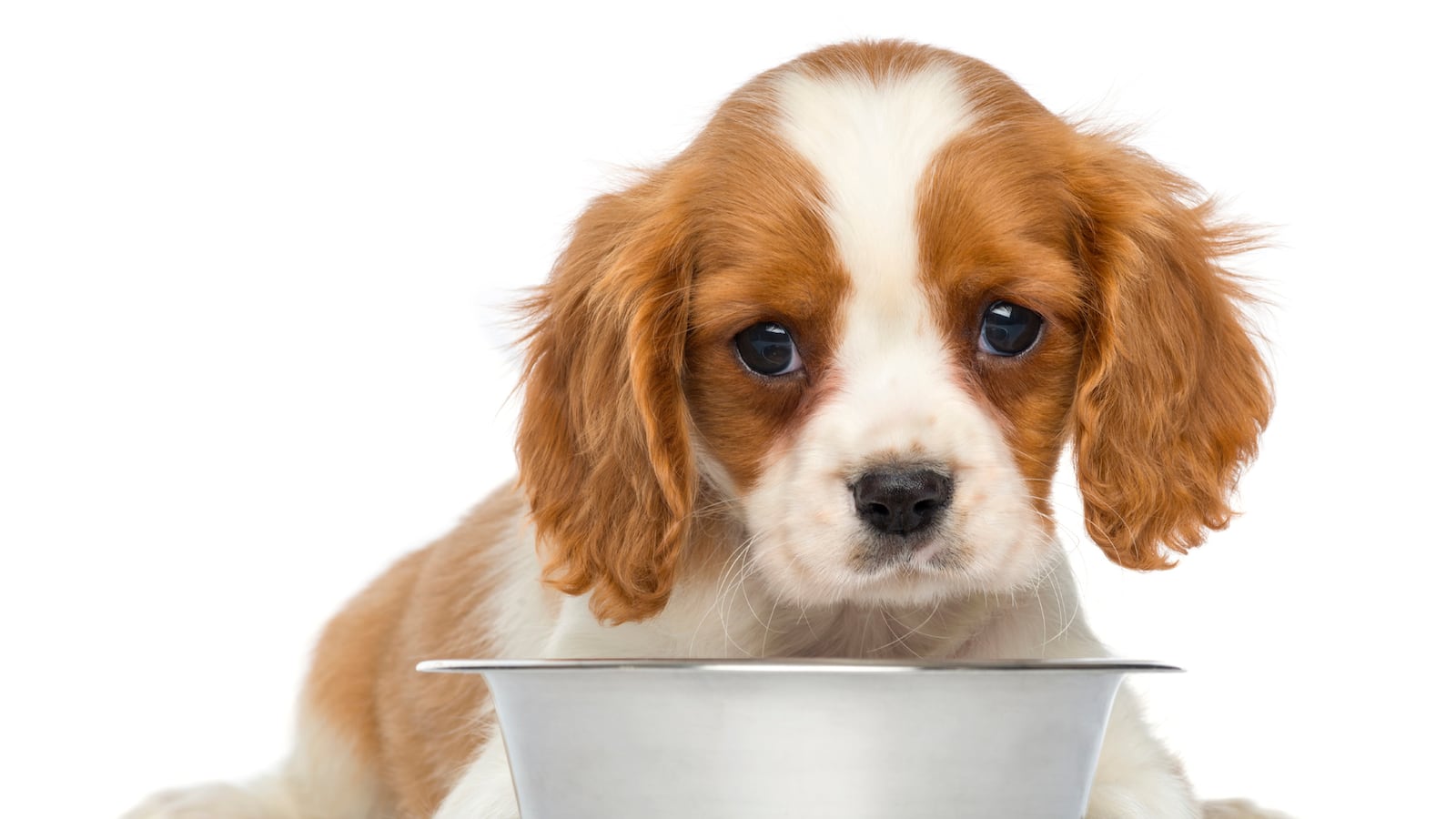 articles/2015/03/31/senators-fda-not-doing-enough-to-protect-our-dogs/150331-joiner-purina-tease_omhnlz