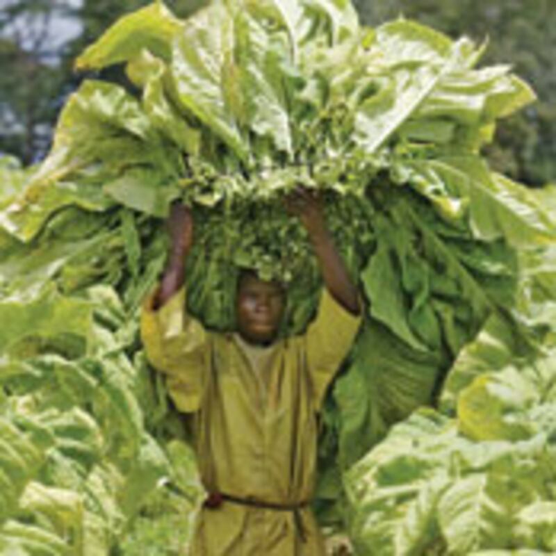 articles/2009/10/13/howard-buffetts-food-fight/howard-buffett_55867_ow2jxo