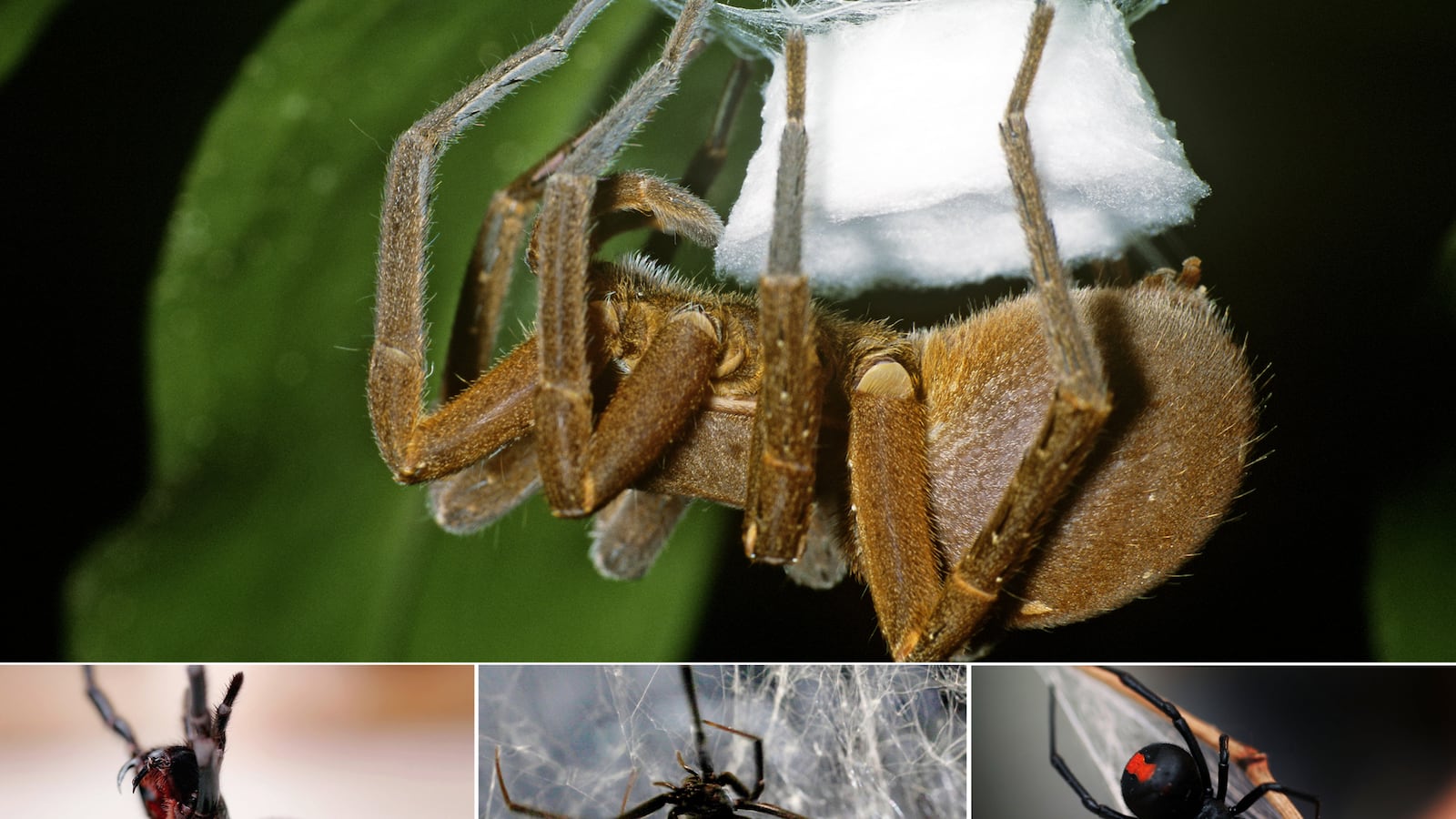 galleries/2013/05/04/five-of-the-world-s-deadliest-spiders-photos/130503-spiders_ij5wb7