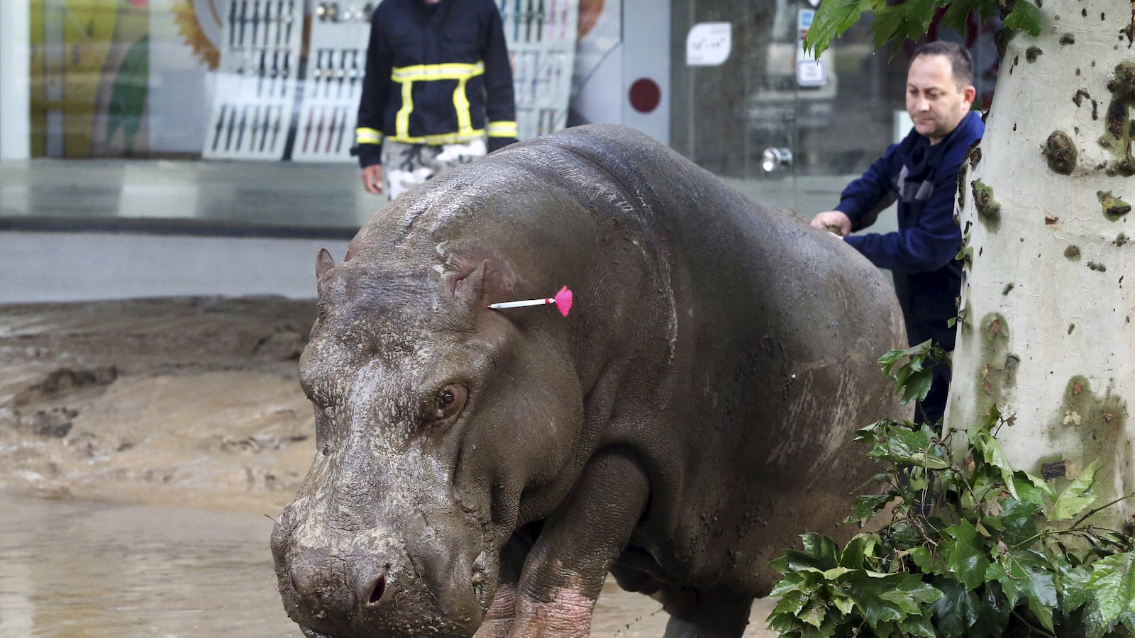 articles/2015/07/03/georgian-zoo-animals-gone-wild/150702-kaylan-tbilisi-zoo-tease_xss2kr