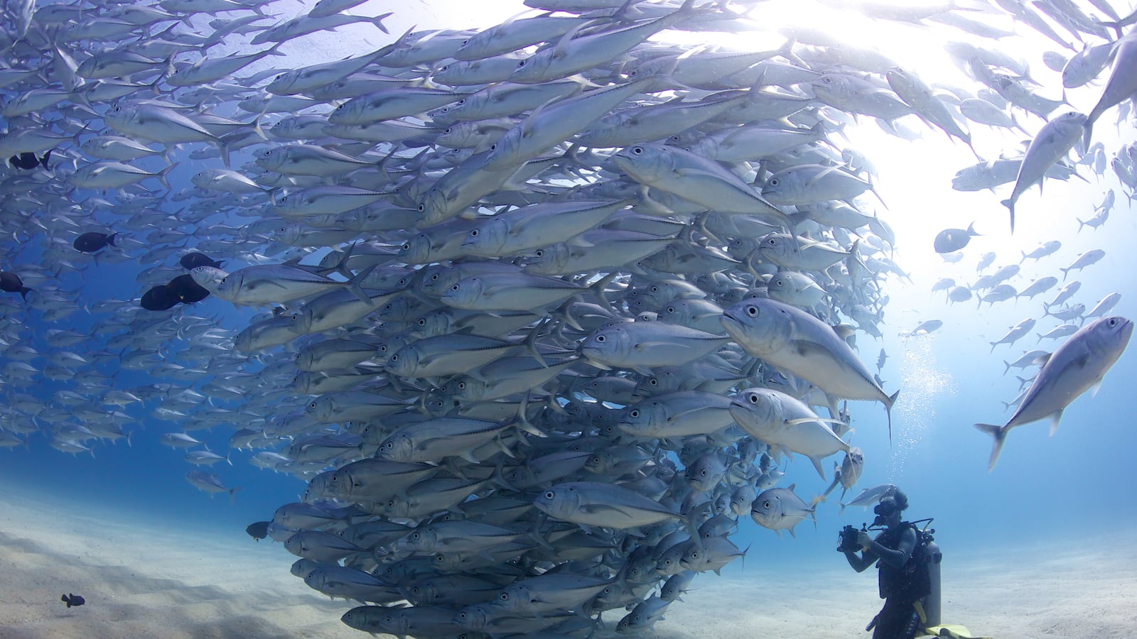 articles/2014/08/15/mission-blue-warning-the-ocean-is-not-too-big-to-fail/140814-earle-MBStill-tease_mwpytc