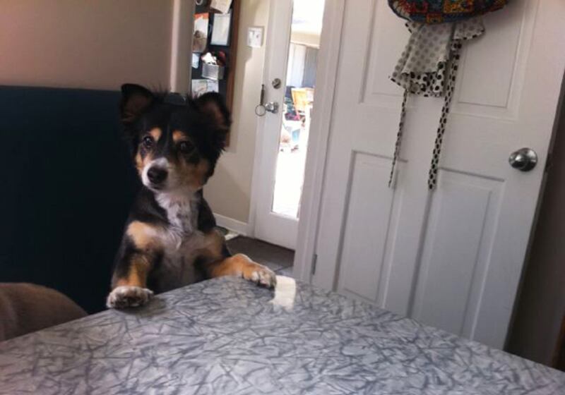 galleries/2010/11/04/twitpics/twitpibell_p645hd