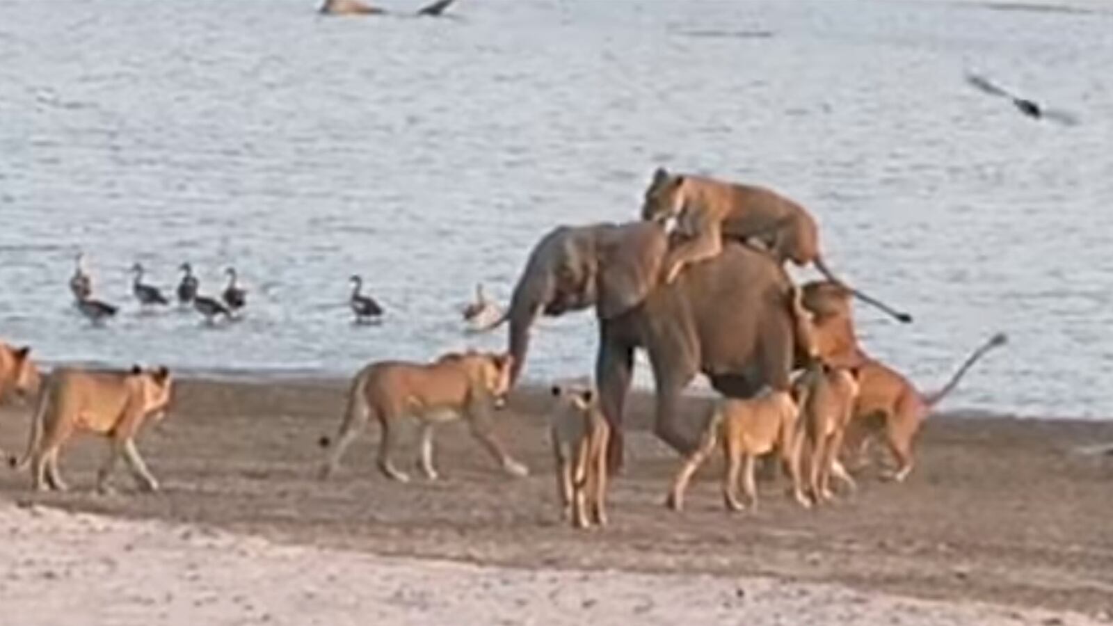 articles/2014/11/13/young-elephant-takes-on-14-lions-and-survives/141113-viralvid-elephant-tease_kurx79