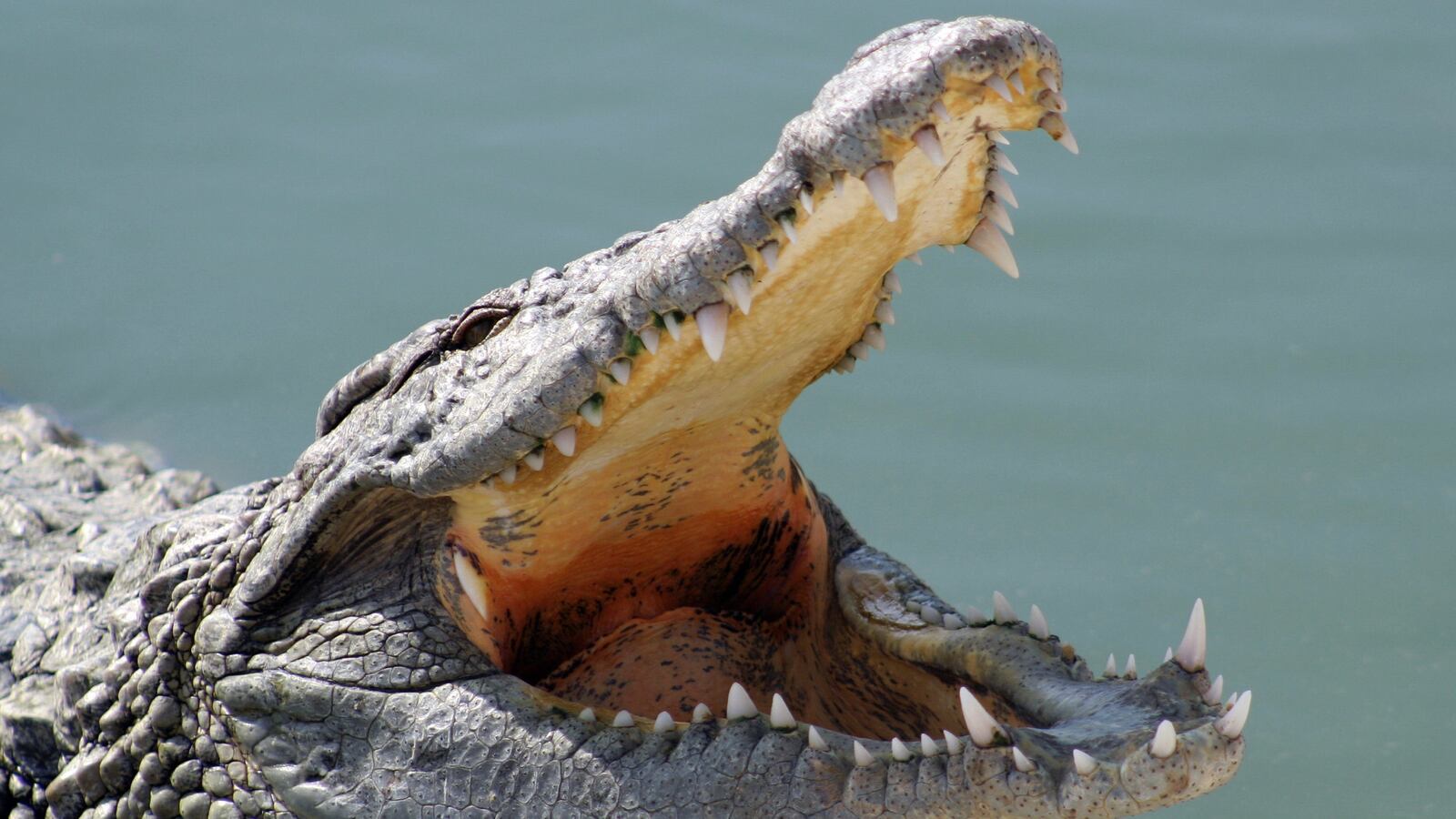 videos/2015/09/18/what-its-like-to-be-attacked-by-a-saltwater-crocodile/150918-crocodile-camera-tease_mpydcx