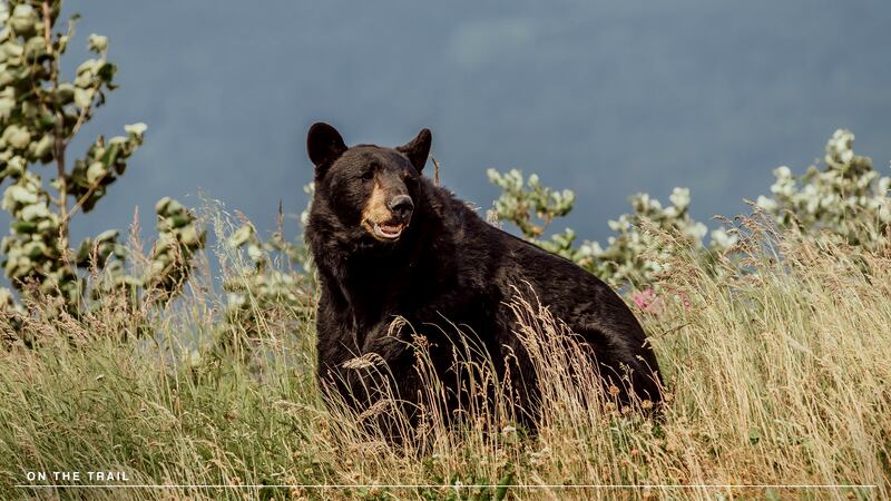 Alaska_On_The_Trail_ljlhlb