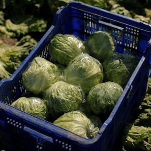Iceberg lettuces are seen in a crate after collection at a lettuce plantation in Pulpi, near Almeria, southeast Spain February 13, 2017. Picture taken February 13, 2017. REUTERS/Jon Nazca