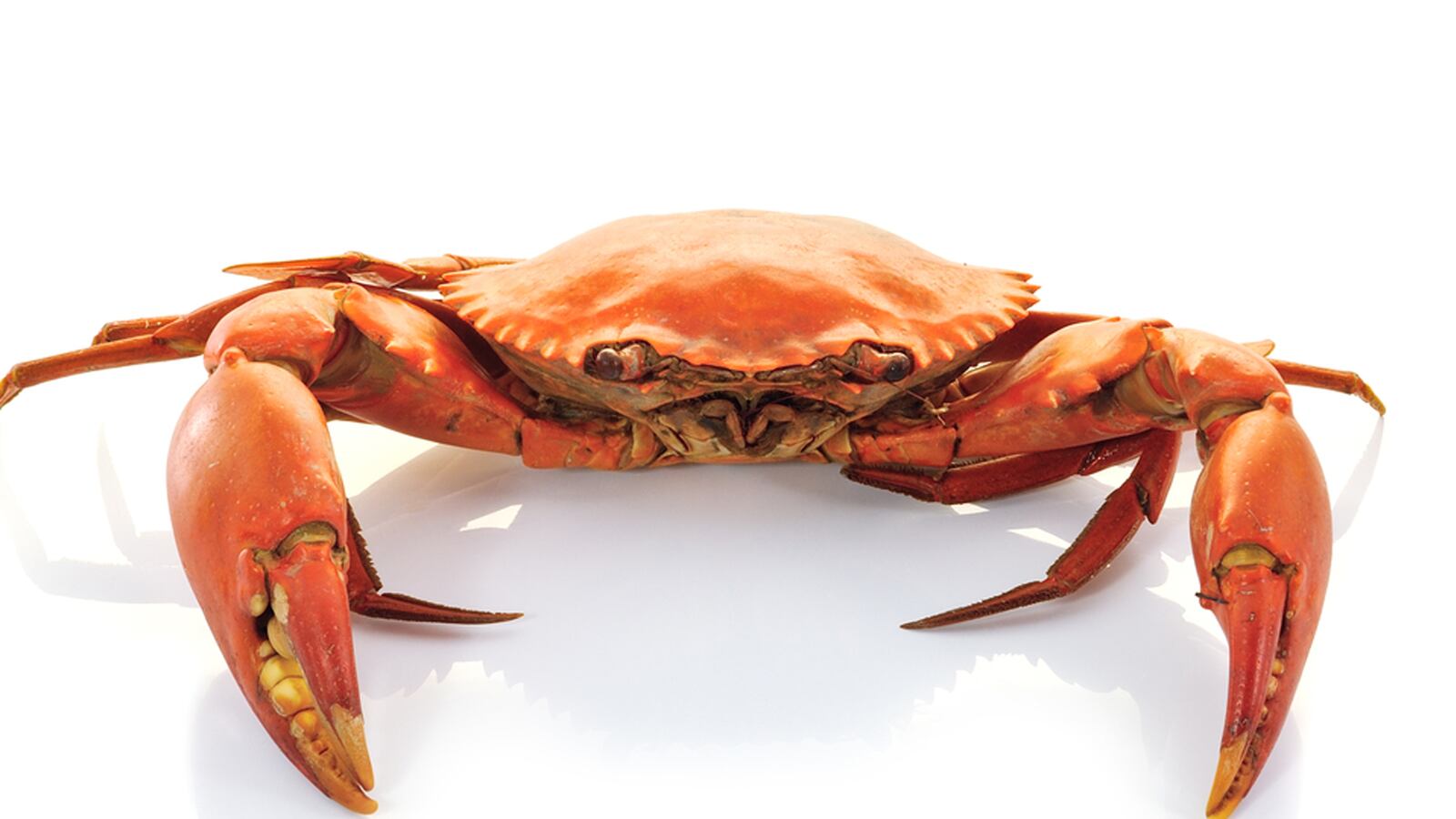 cheats/2013/11/16/hairy-crabs-crawl-down-train/131114-weird-cheat-crabs_n7apn7