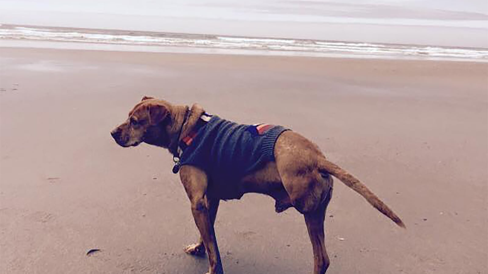 articles/2016/04/24/the-best-three-legged-teacher-i-ever-saw/160423-dexter-three-legged-teacher-tease_a8i01h