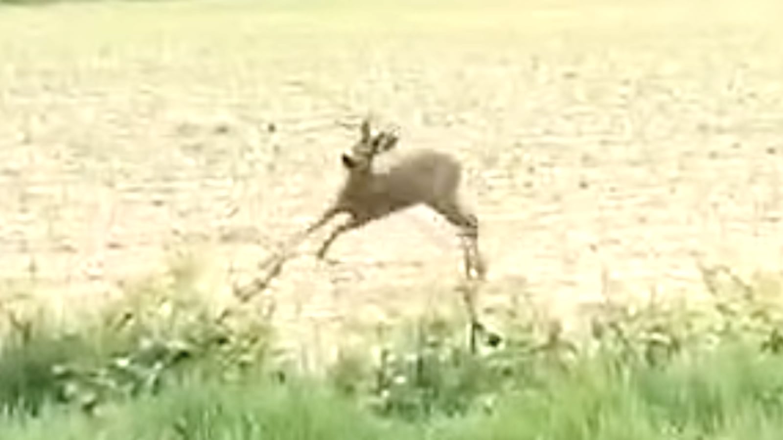 A still of a video of a drunk deer shared by police in France, with the caption: "Not all road users are sober. The proof is in the picture."